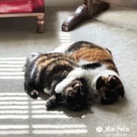 Tortoiseshell Exotic Shorthair Kittens, Collierville, Tennessee