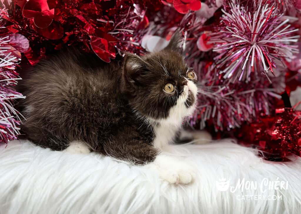 Chocolate Bicolor Exotic Shorthair Kitten For Sale