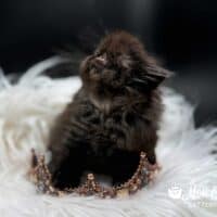 Black Smoke Exotic Longhair Kitten For Sale