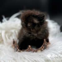 Black Smoke Exotic Longhair Kitten For Sale