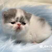 Blue Bicolor Van Exotic Shorthair Kitten Columbia, Missouri