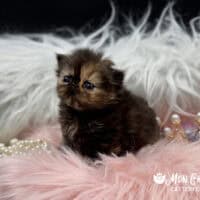 Chocolate Tortoiseshell Exotic Longhair Kitten