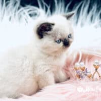 Colorpoint Exotic Shorthair Kitten