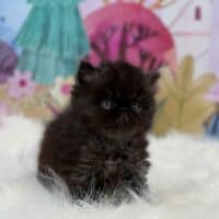 Black Smoke Exotic Longhair Kitten For Sale