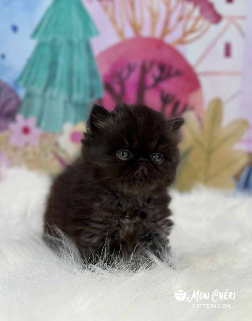 Black Smoke Exotic Longhair Kitten For Sale