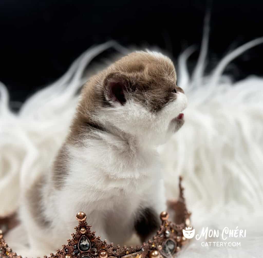 Chocolate Bicolor Exotic Shorthair Kitten For Sale