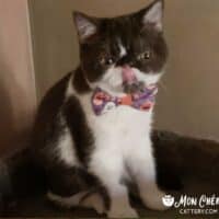 Chocolate Bicolor Exotic Shorthair Kitten in Nashville, Tennessee