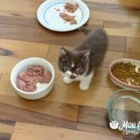 Chocolate Bicolor Exotic Shorthair Kitten in Nashville, Tennessee