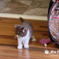 Chocolate Bicolor Exotic Shorthair Kitten in Nashville, Tennessee