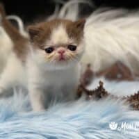 Chocolate Bicolor Exotic Shorthair Kitten, Flowood, Mississippi