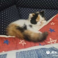 Calico Exotic Shorthair Kitten in Greenville, North Carolina