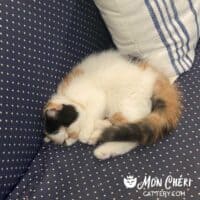 Calico Exotic Shorthair Kitten in Greenville, North Carolina