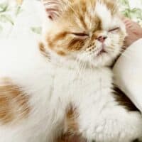 Red Tabby Bicolor Van Exotic Shorthair Kitten in Danville, Virginia