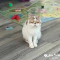 Calico Van Exotic Shorthair Cat in Sunny Isles Beach, Florida