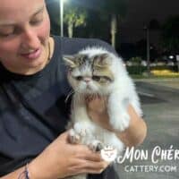 Calico Van Exotic Shorthair Kitten Delray Beach, Florida