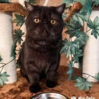 Chocolate Smoke Exotic Shorthair Kitten