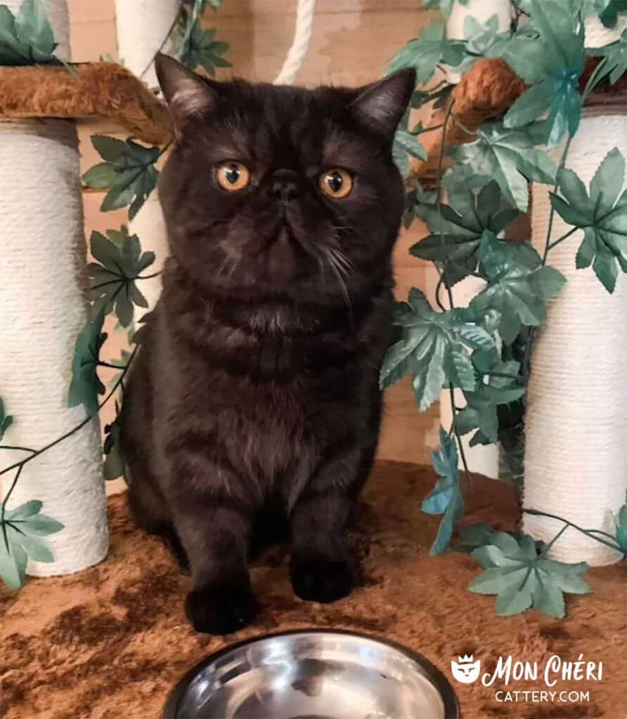 Chocolate Smoke Exotic Shorthair Kitten