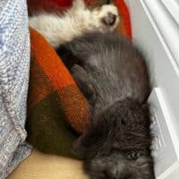 Chocolate and Colorpoint Exotic Longhair Kittens in Brooklyn, New York