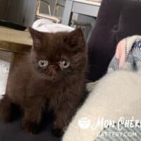 Chocolate Exotic Shorthair Kitten in Boynton Beach, Florida