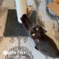 Chocolate Exotic Shorthair Kitten in Boynton Beach, Florida