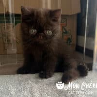 Chocolate Exotic Shorthair Kitten in Boynton Beach, Florida