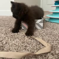 Chocolate Exotic Shorthair Kitten in Boynton Beach, Florida