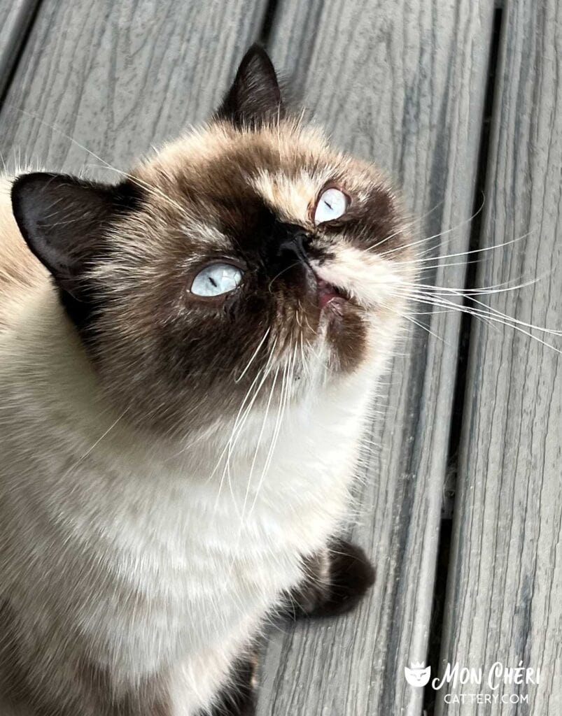 Chocolate Point Exotic Shorthair Cat Fredericksburg, Virginia