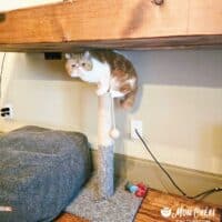 Red Bicolor Exotic Shorthair Cat in Dallas, Texas