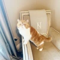 Red Bicolor Exotic Shorthair Cat in Dallas, Texas