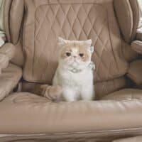 Cream Bicolor Van Exotic Shorthair Kitten Greenville, South Carolina