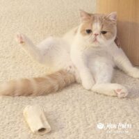 Cream Bicolor Van Exotic Shorthair Kitten Greenville, South Carolina