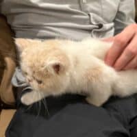 Cream Bicolor Van Exotic Shorthair Kitten Greenville, South Carolina