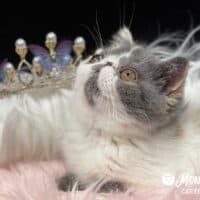 Dilute Calico Exotic Shorthair Cat