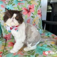 Chocolate Bicolor Exotic Shorthair Kitten, Bradenton, Florida