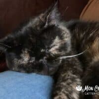 Tortoiseshell Exotic Shorthair Kitten, Collierville, Tennessee