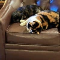 Tortoiseshell Exotic Shorthair Kitten, Collierville, Tennessee