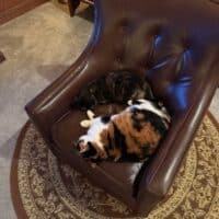 Tortoiseshell Exotic Shorthair Kitten, Collierville, Tennessee