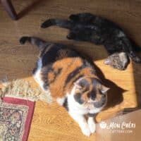 Tortoiseshell Exotic Shorthair Kitten, Collierville, Tennessee