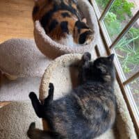 Tortoiseshell Exotic Shorthair Kitten, Collierville, Tennessee