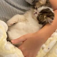 Brown Patch Tabby Van Exotic Longhair Kitten Orlando, Florida