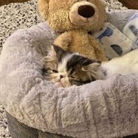 Brown Patch Tabby Van Exotic Longhair Kitten Orlando, Florida