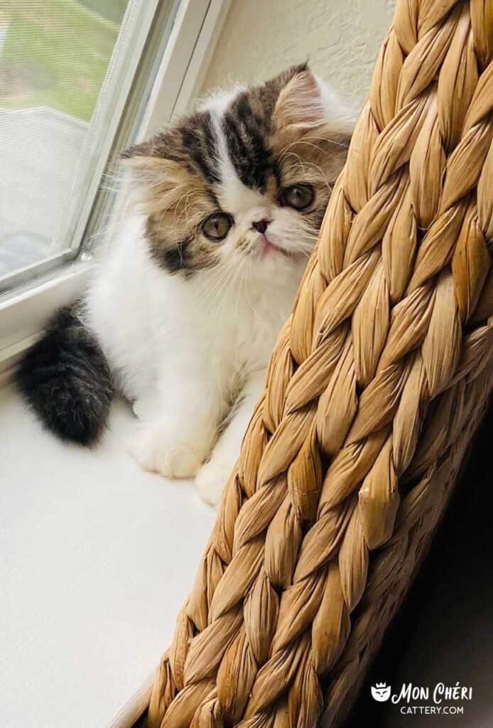 Brown Patch Tabby Van Exotic Longhair Kitten Orlando, Florida