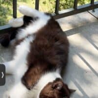 Chocolate Bicolor Exotic Shorthair Cat in Gainesville, Florida