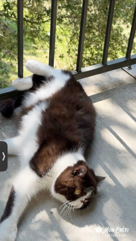 Chocolate Bicolor Exotic Shorthair Cat in Gainesville, Florida