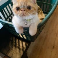 Red Tabby Exotic Shorthair Kitten in Sorrento Florida