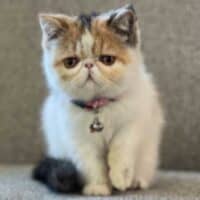 Calico Van Exotic Shorthair Kitten in Dallas, Texas