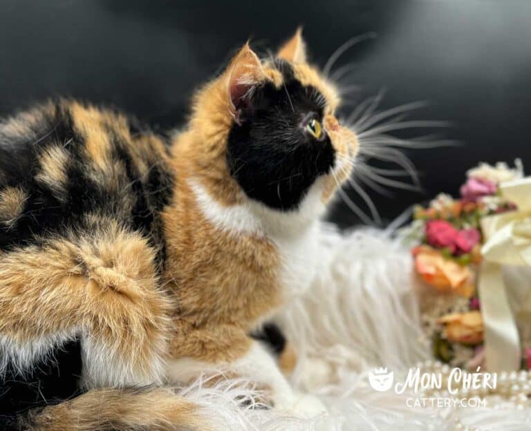 Calico Exotic Shorthair Cat