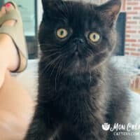 Dark Chocolate Exotic Shorthair Kitten in Jonesboro, Arkansas