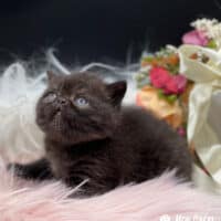 Dark Chocolate Exotic Shorthair Kitten in Jonesboro, Arkansas