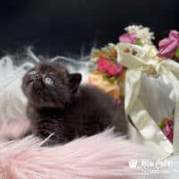 Dark Chocolate Exotic Shorthair Kitten in Jonesboro, Arkansas